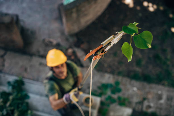 How Our Tree Care Process Works  in  Roosevelt, NY